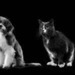 4_Petcurian-cat and dog-02710a_2048